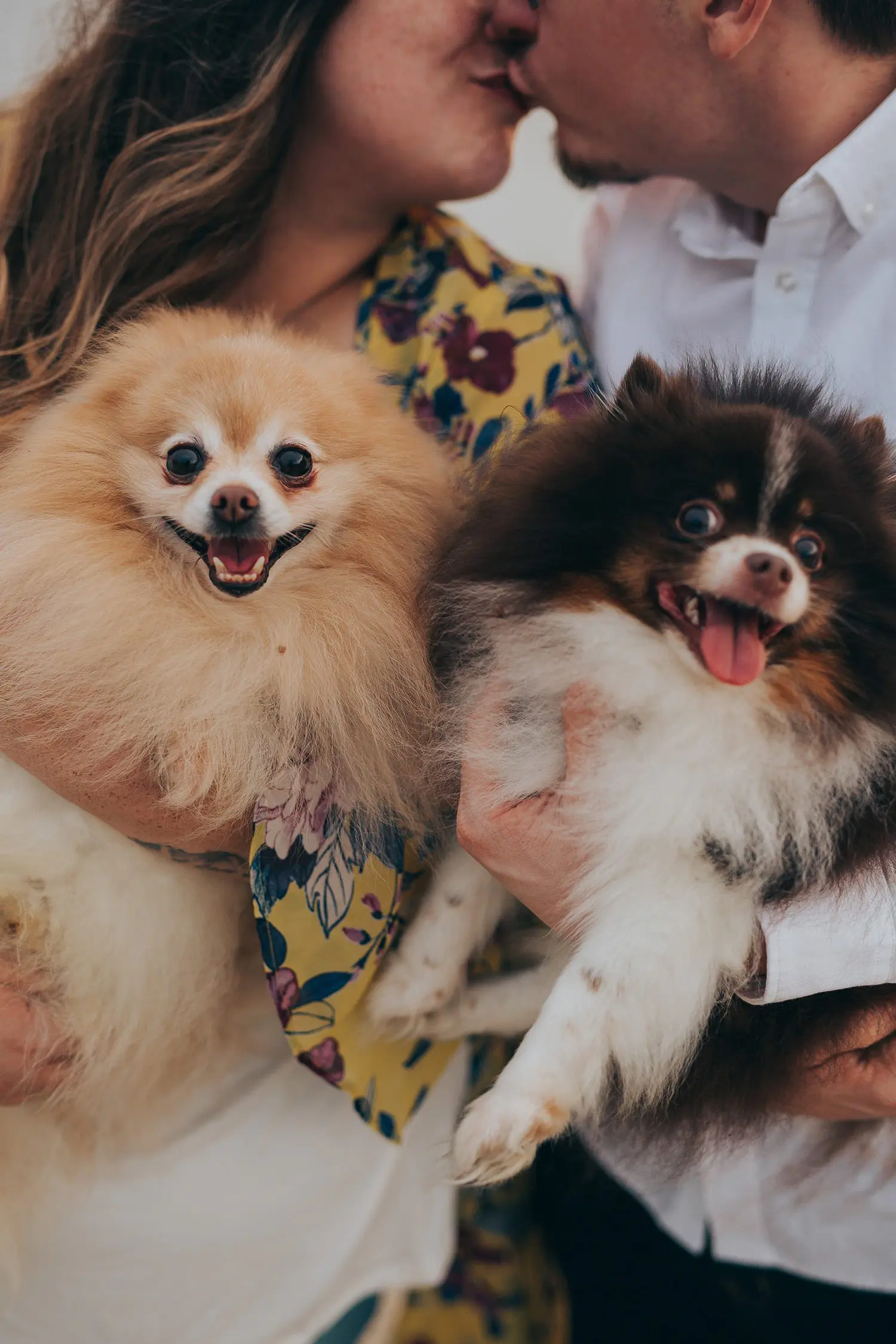 engagement photography with pets