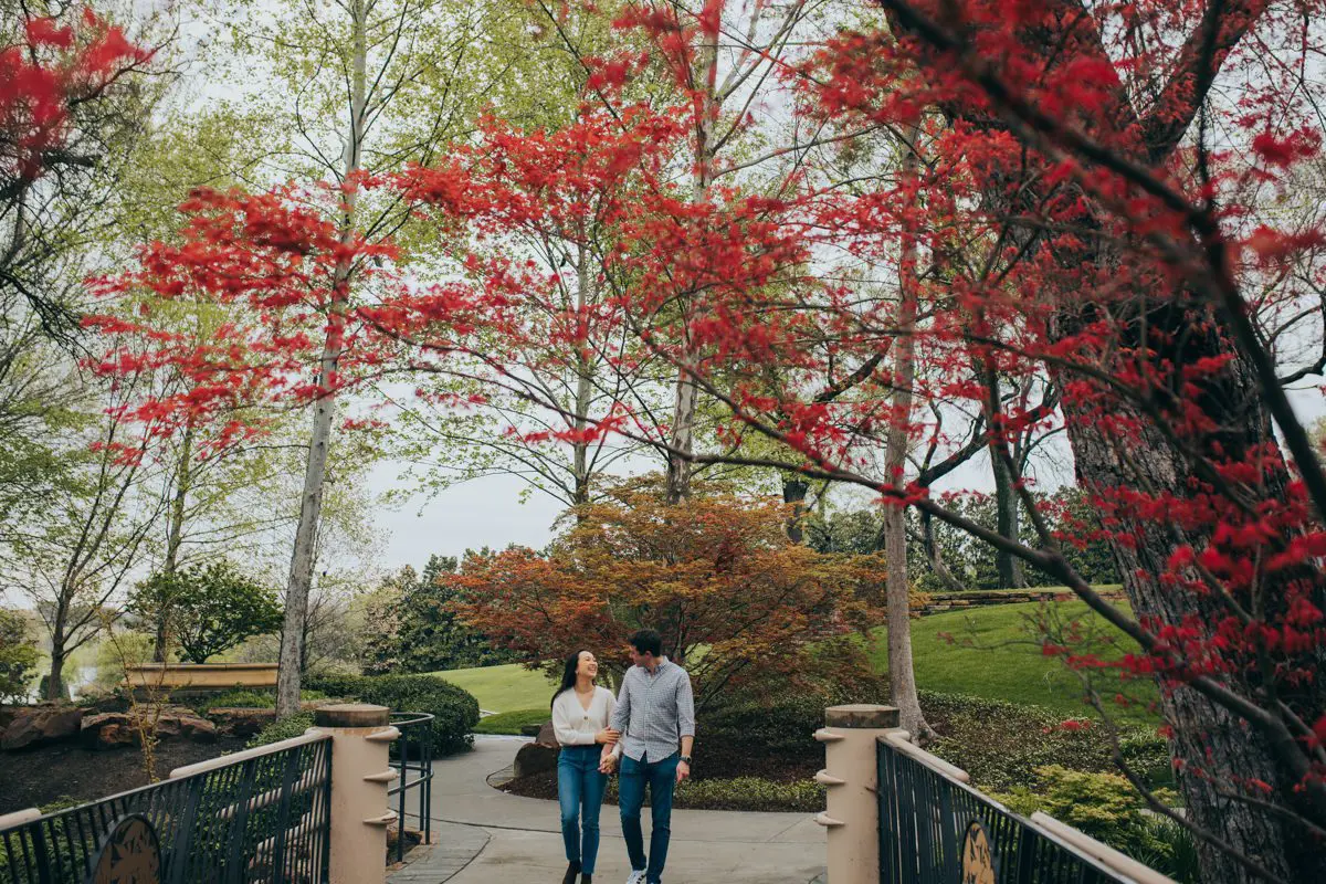 Japanese Maple Trees Dallas Arboretum