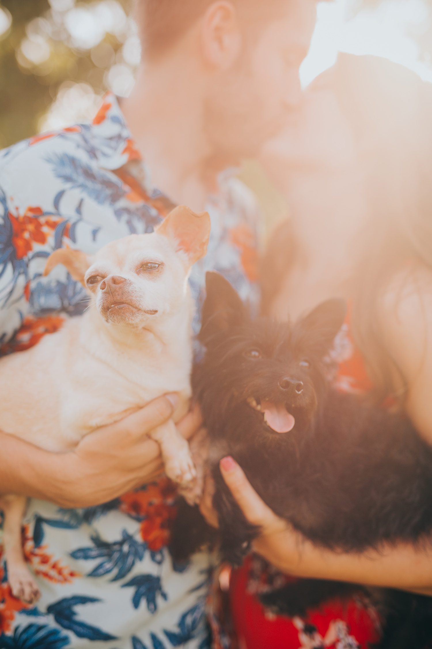 engagement-session-with-pets