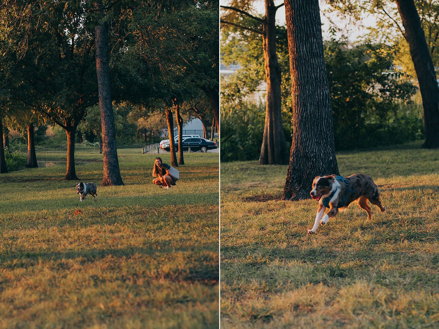 cute puppy engagement session